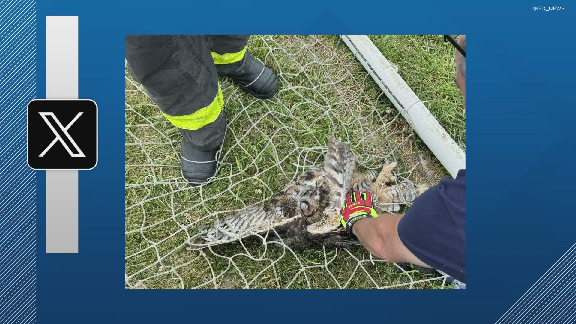 A person stopped by IFD Station 35 Saturday concerned about the owl stuck in a soccer net.