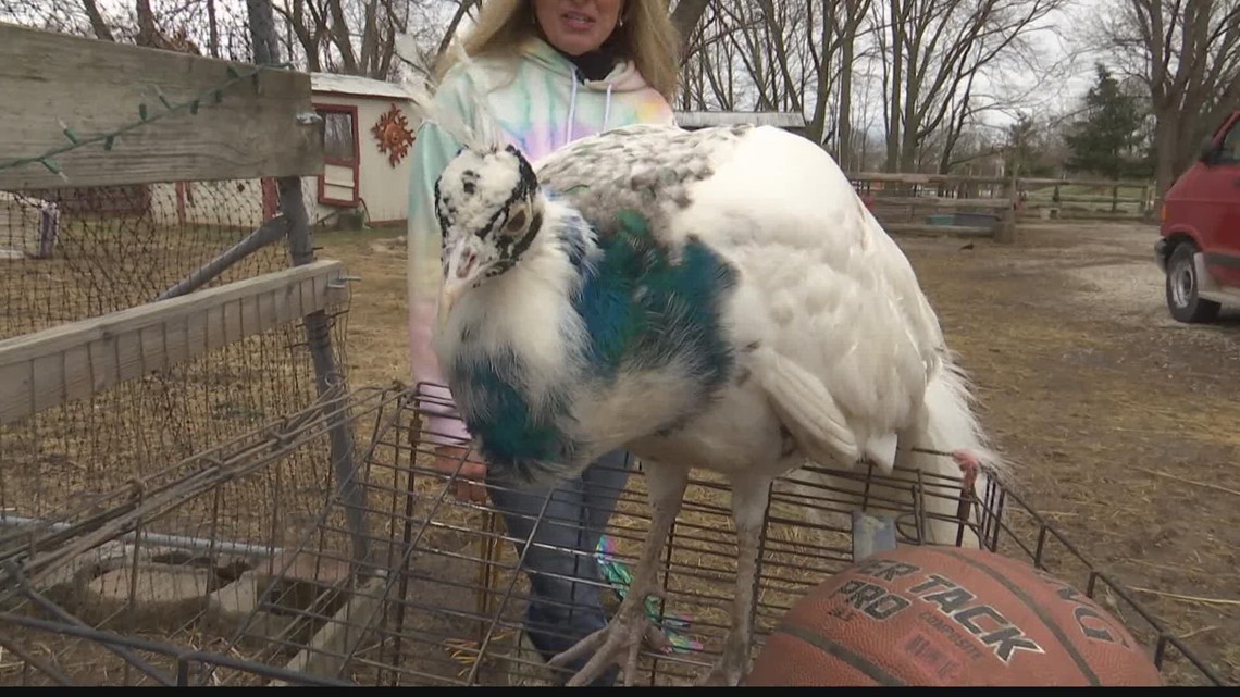 Meet Indianapolis peacock 'Larry Byrd'