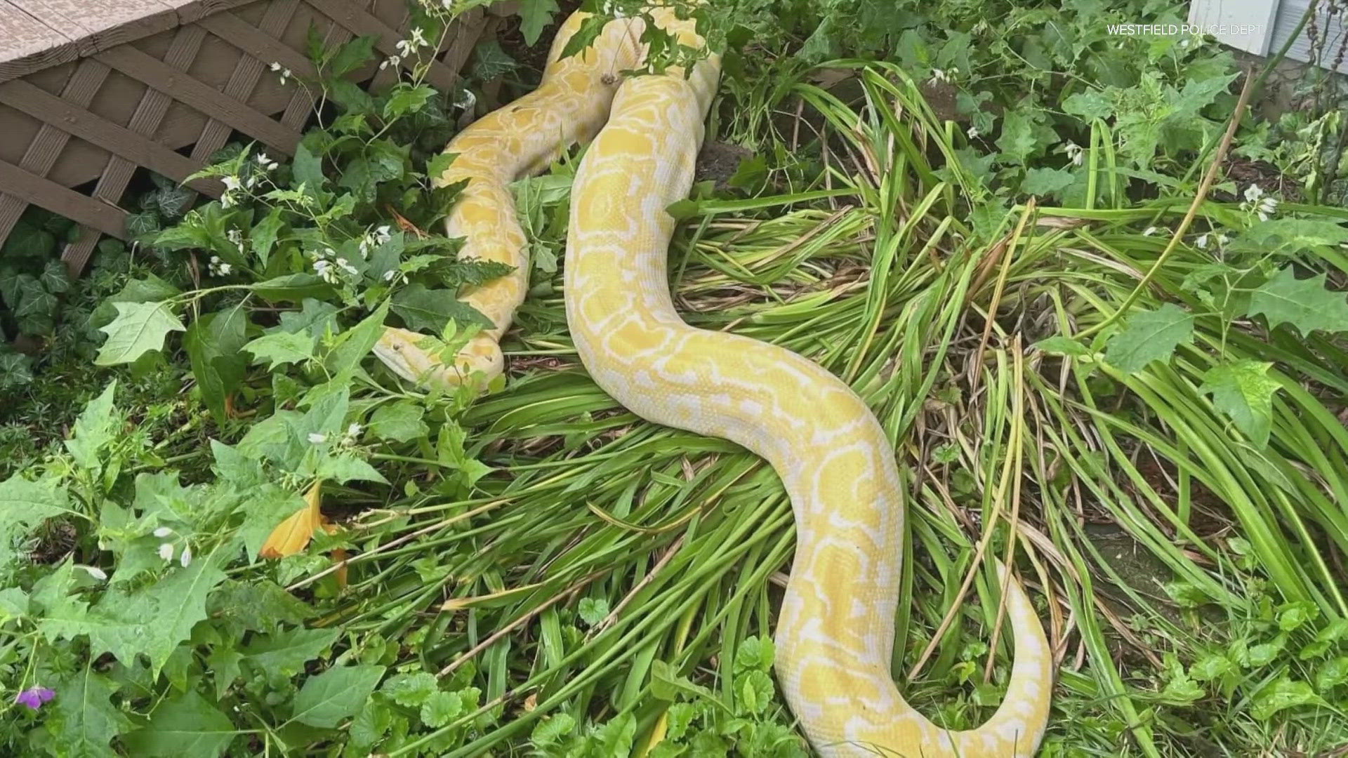 A python found in Westfield is in custody, but police are still looking for its owner.