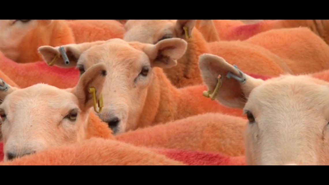 English farmer paints his entire flock of sheep orange