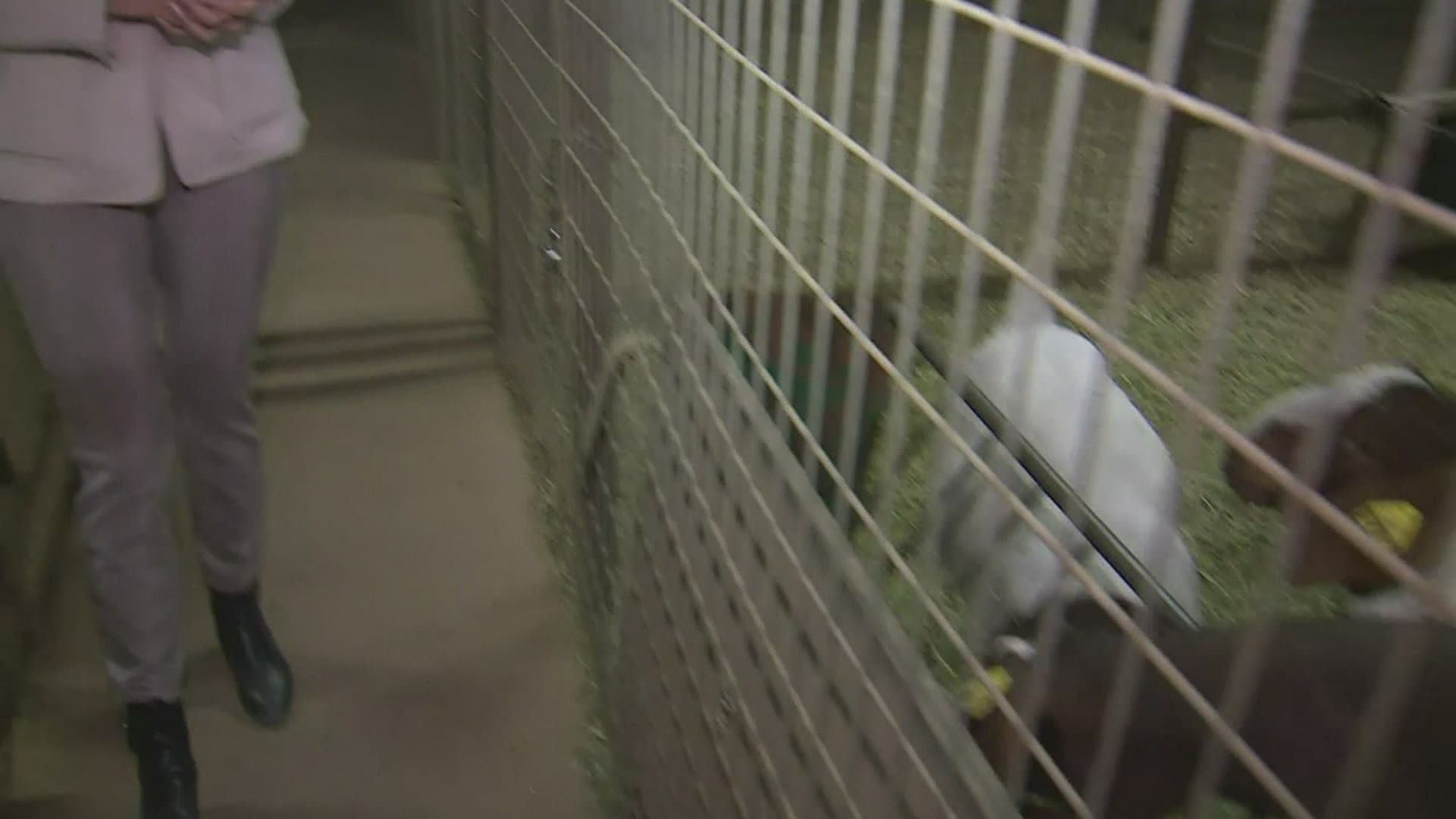 A goat is back at a California high school after being stolen by an animal rights activist.