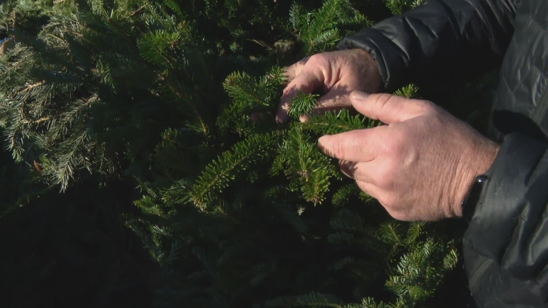 Pat Sullivan joins 13Sunrise every Sunday to share gardening tips. Today, he shared how you should pick your Christmas tree and how to care for it.