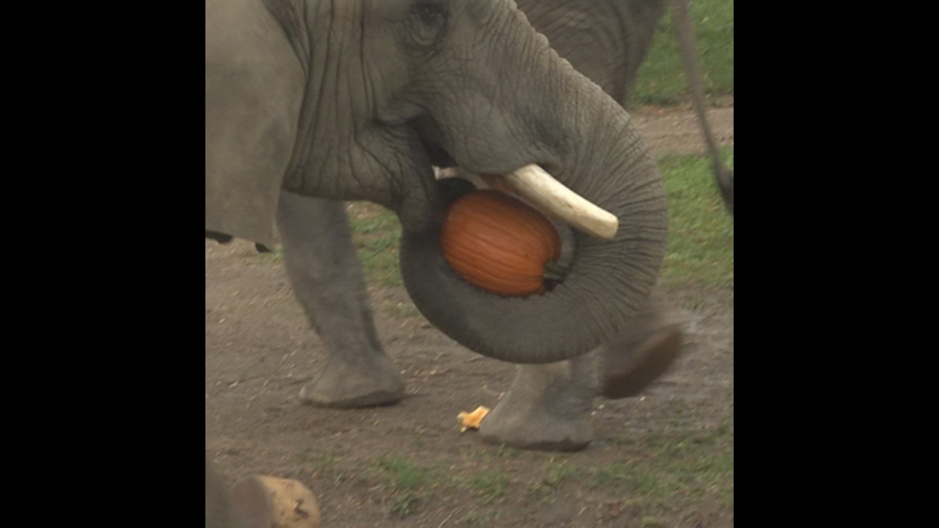 Zoo Boo is the spookiest time of year at the Indianapolis Zoo