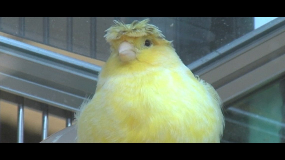 Canary 2024 pet shop