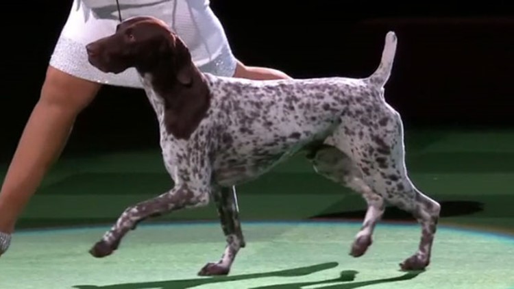 German shorthaired pointer CJ wins Westminster Dog Show