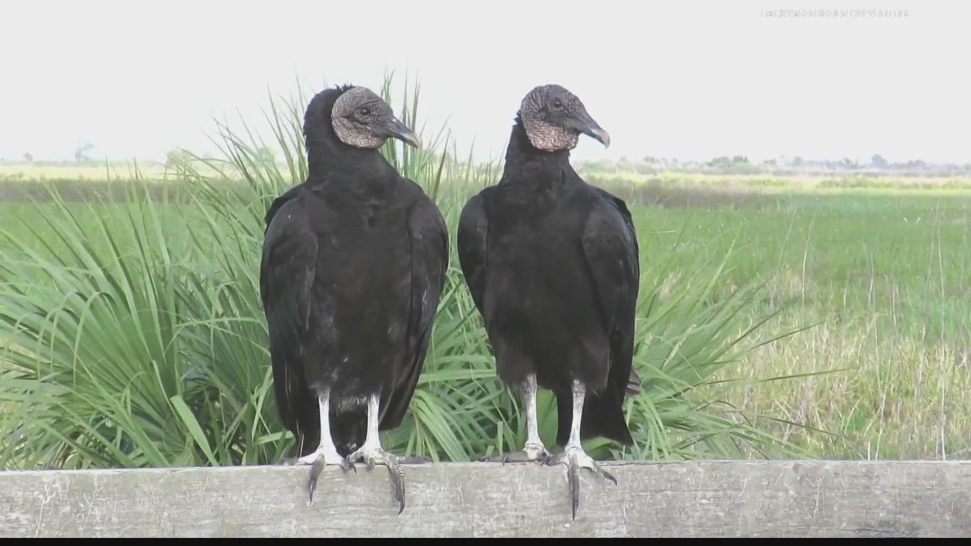 The black vultures are federally protected, which means one can’t be killed without a permit.