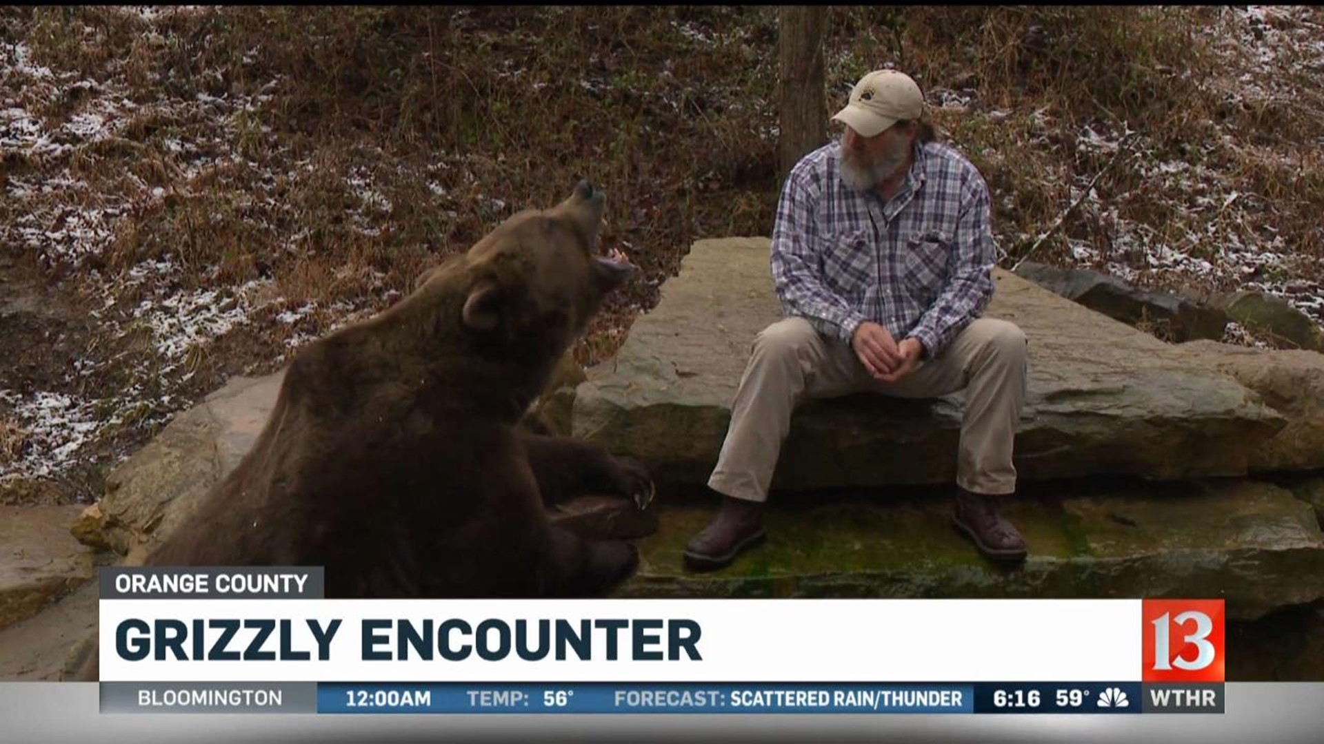 Grizzly encounter