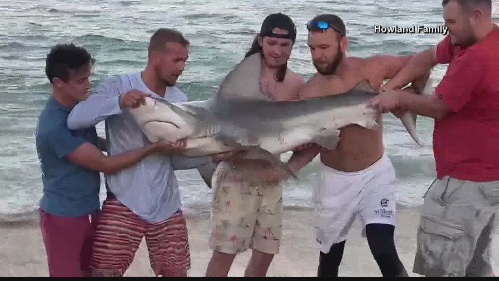 Group saves shark tangled in fishing line