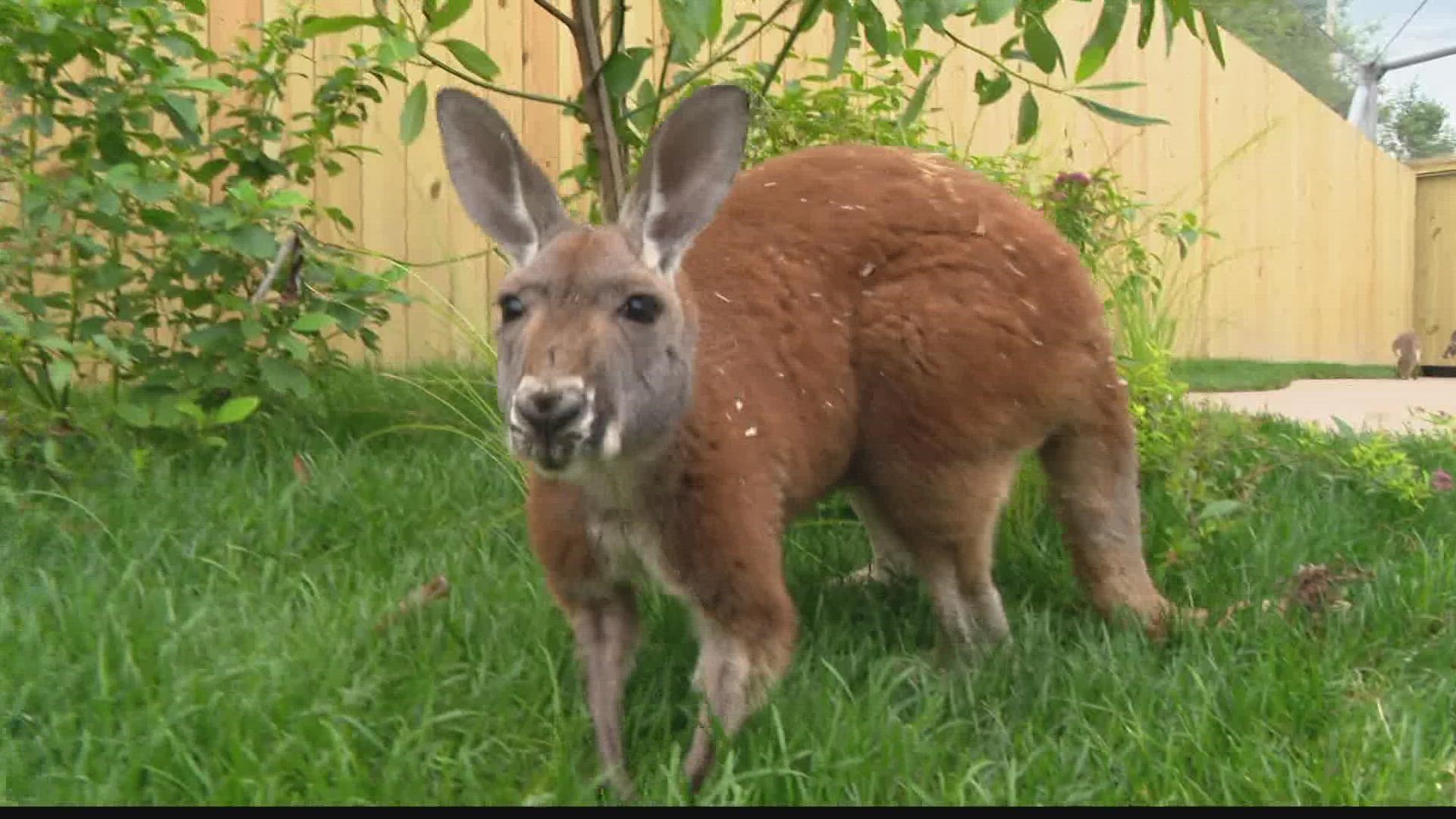 Dave Calabro hung out at the newest zoo exhibit to find out what the good news was!