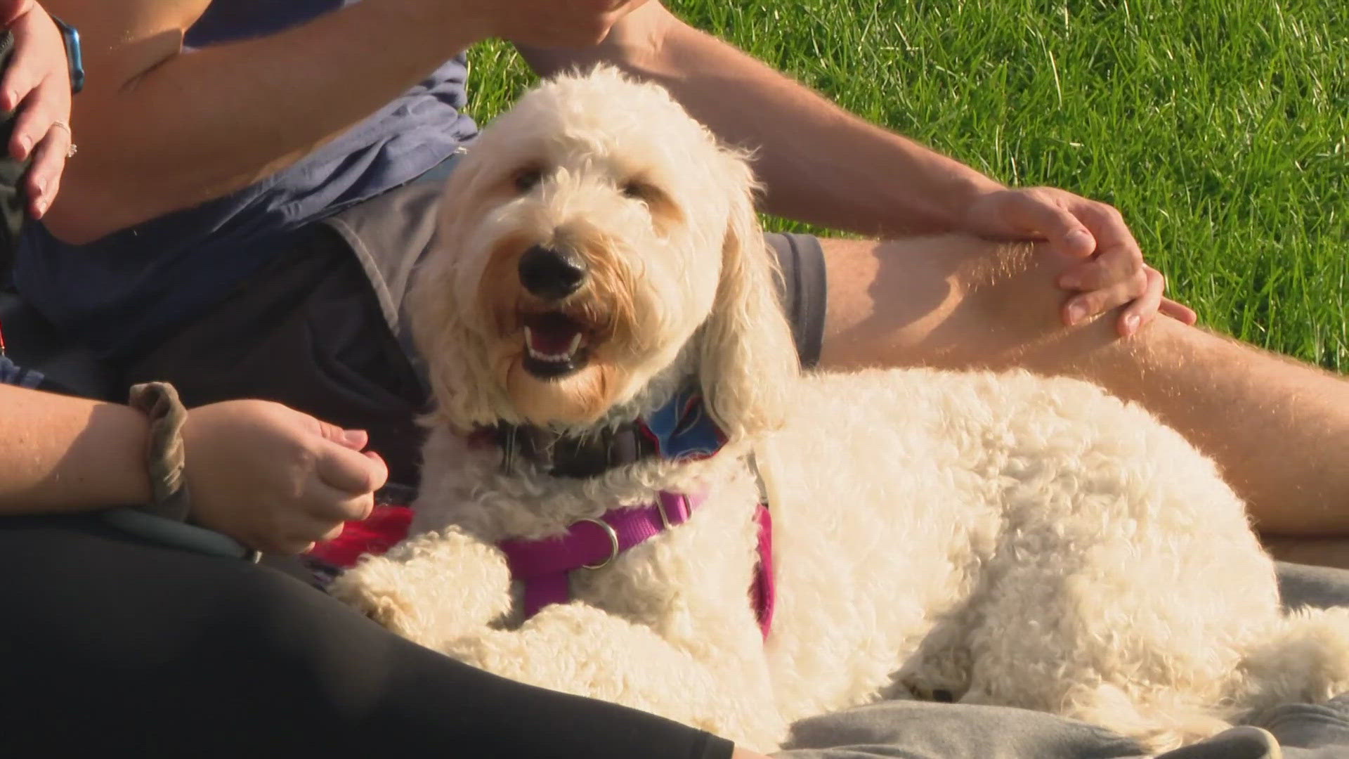 While your four-legged friends will be able to enjoy the game, you can enjoy the perks of it also being Margaritaville Night and Thirsty Thursday!