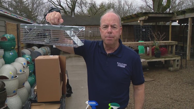 Pat Sullivan controls chipmunks and voles