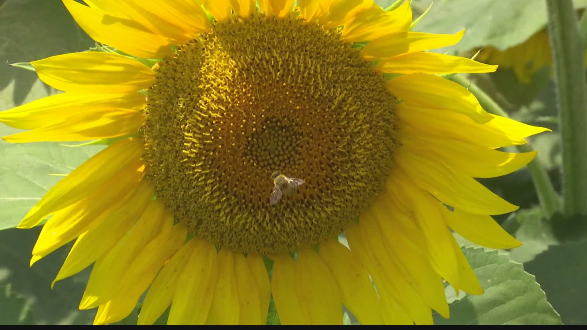 Hundreds of thousands of sunflowers have turned the small Miami County town of Converse into a summer travel destination.