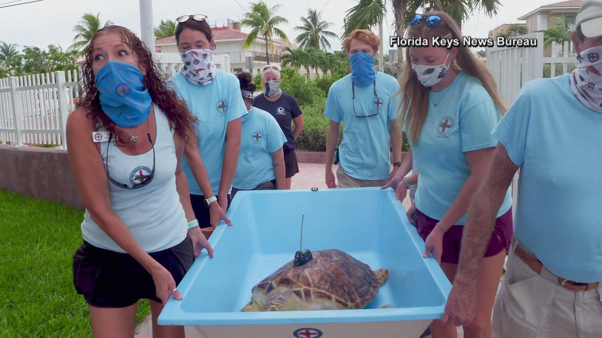 A rare sea turtle was released back into the sea from the Florida Keys wearing a new satellite tracker on her shell.