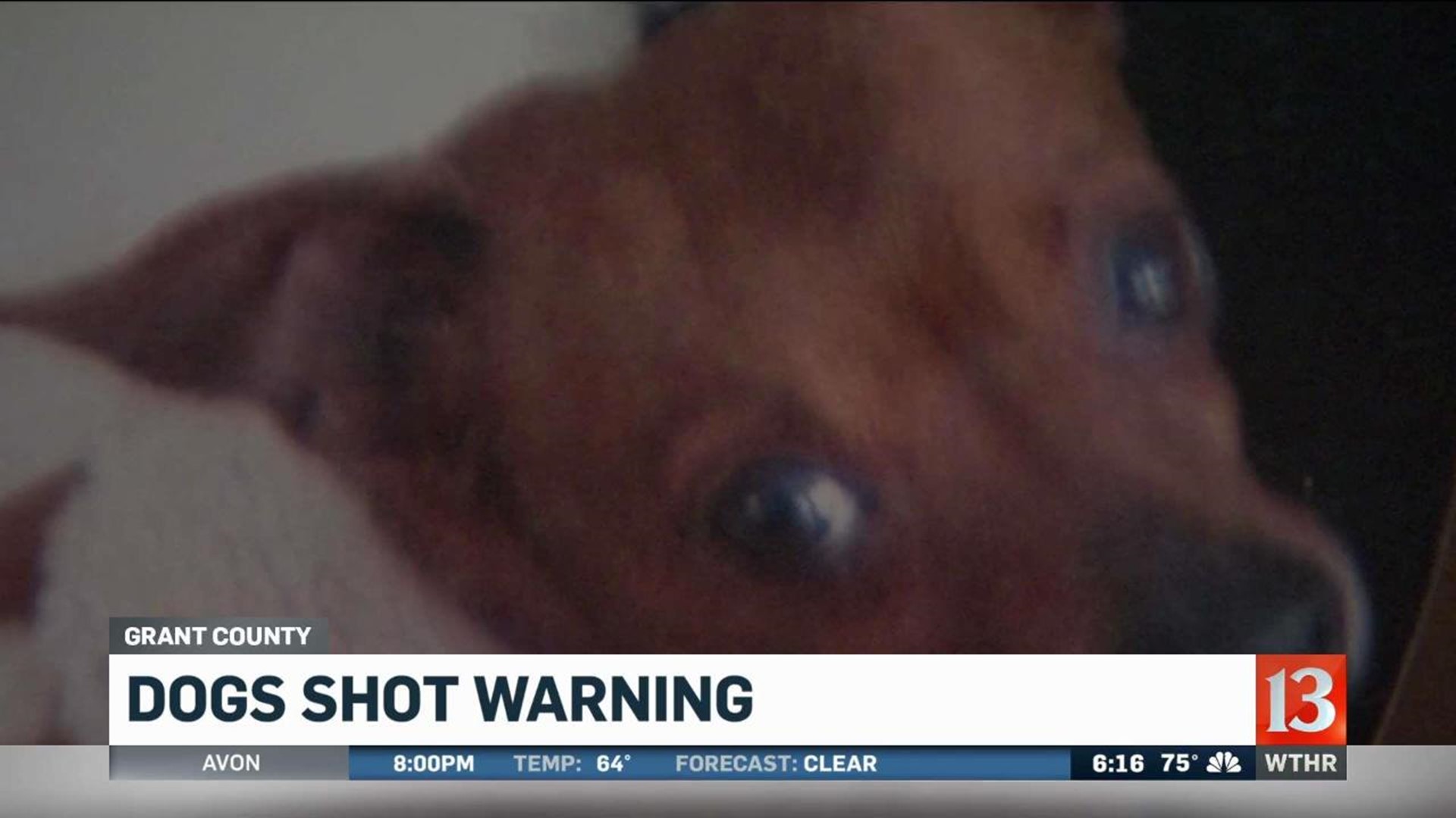 Woman wants justice after dog shot and killed 