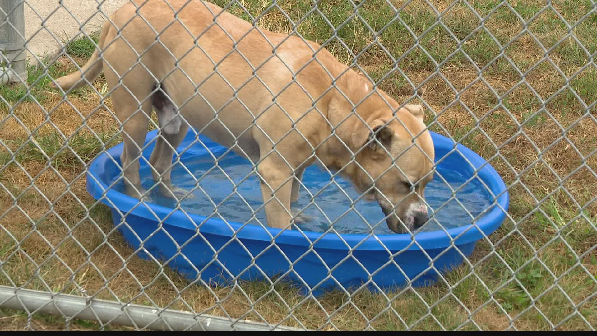 Indianapolis Animal Care Services hopes to clear space in the shelter with a new weekly adoption event.