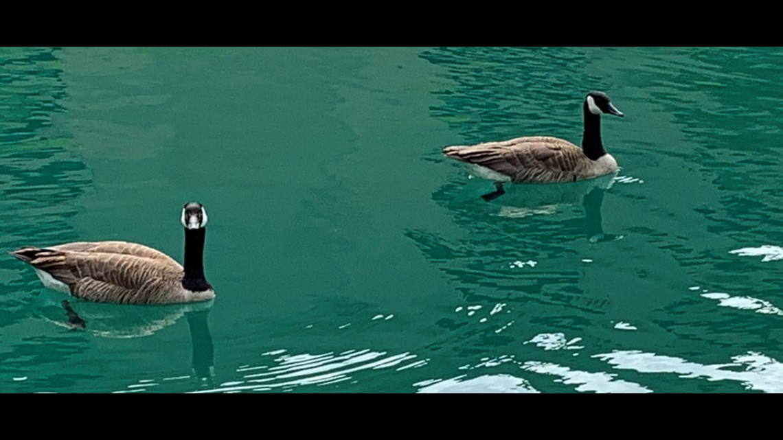 What's up with Canada geese in Indiana? Franklin College researchers