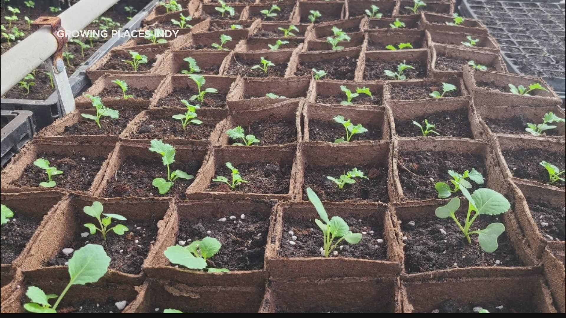 In this edition of Going Green, an urban farming program, called Young Grow Getters, will be taking place this summer for young adults, age 16 to 18.