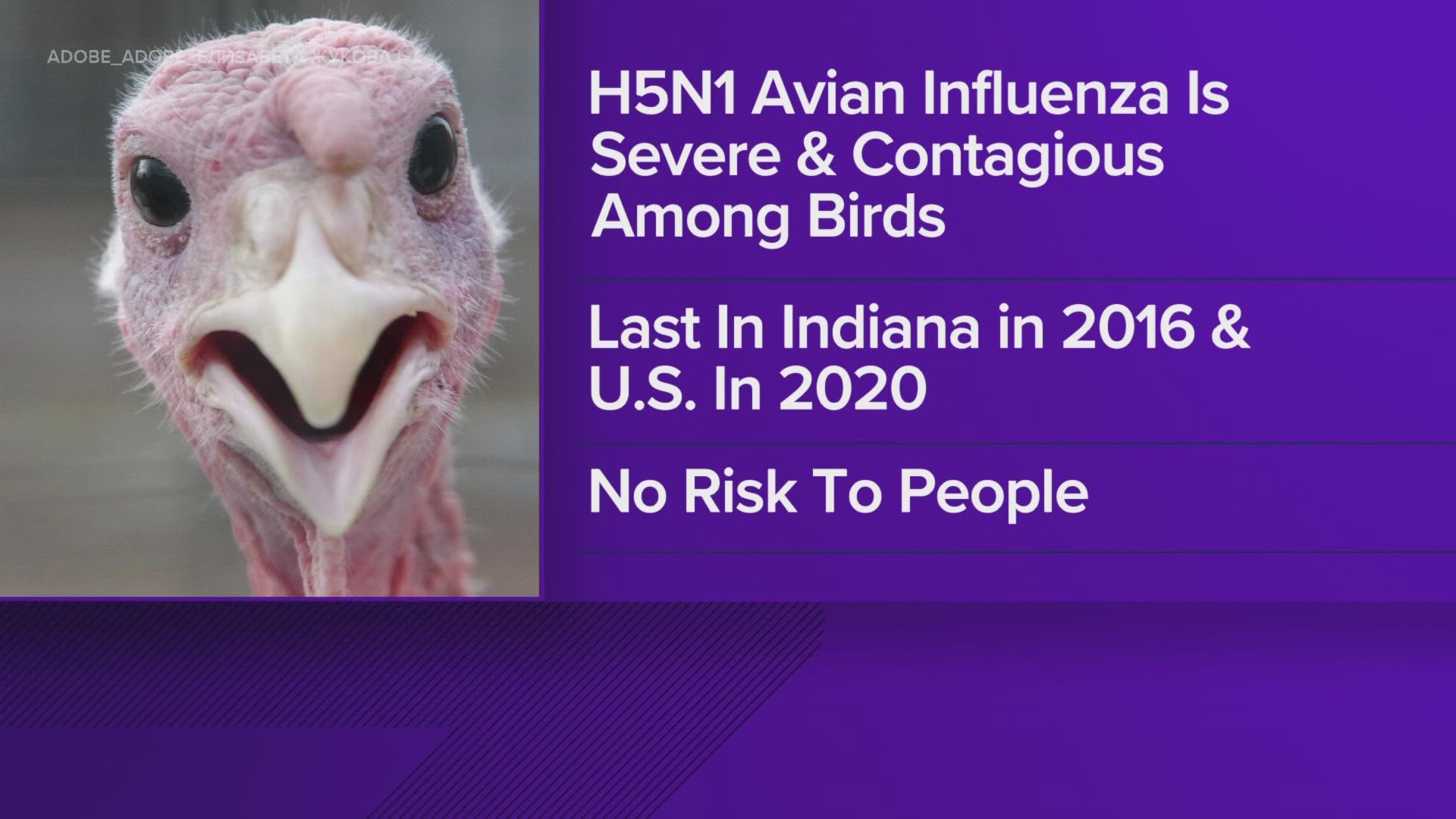 Avian influenza poses no risk to humans.