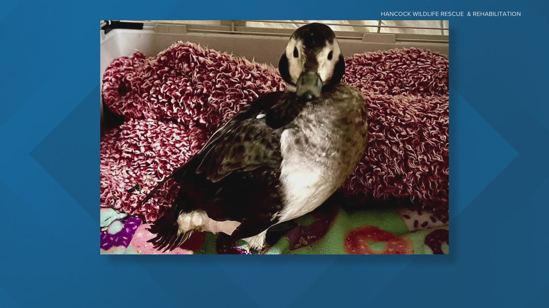 A little girl in Greenfield found a duck that had gone thousands of miles off course.
