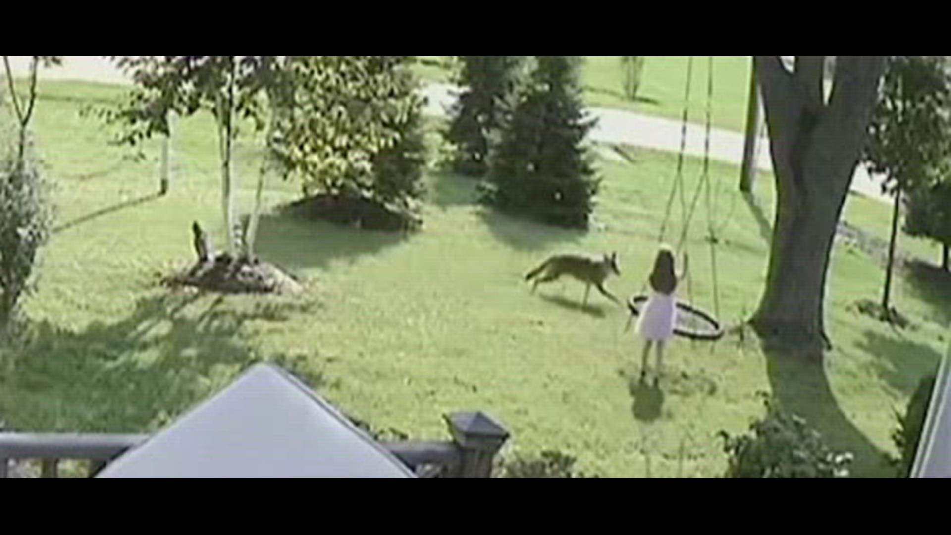 WATCH: Girl Chased By Coyote In Chicago Suburb Yard | Wthr.com