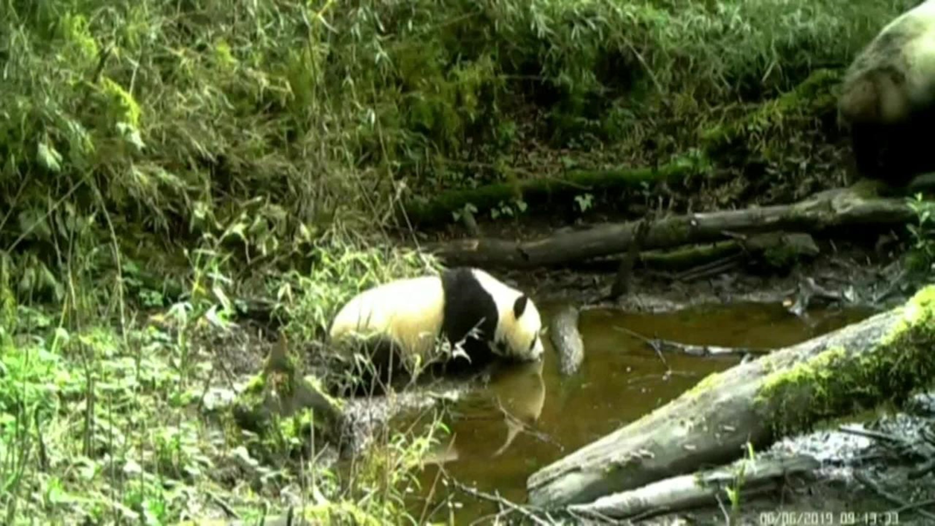 Rare footage shows female panda with her cub in the wild