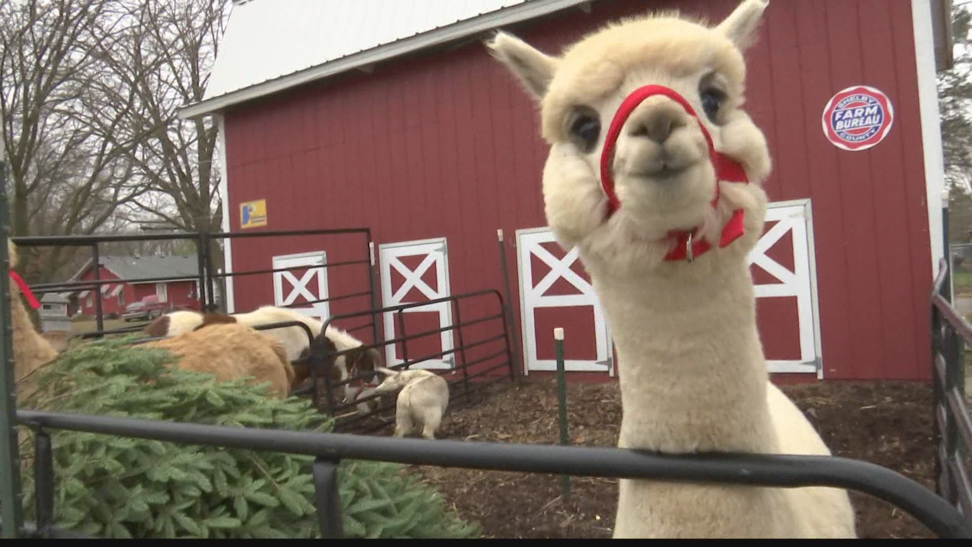 Shelby County mobile petting zoo hopes for wild expansion in 2021 