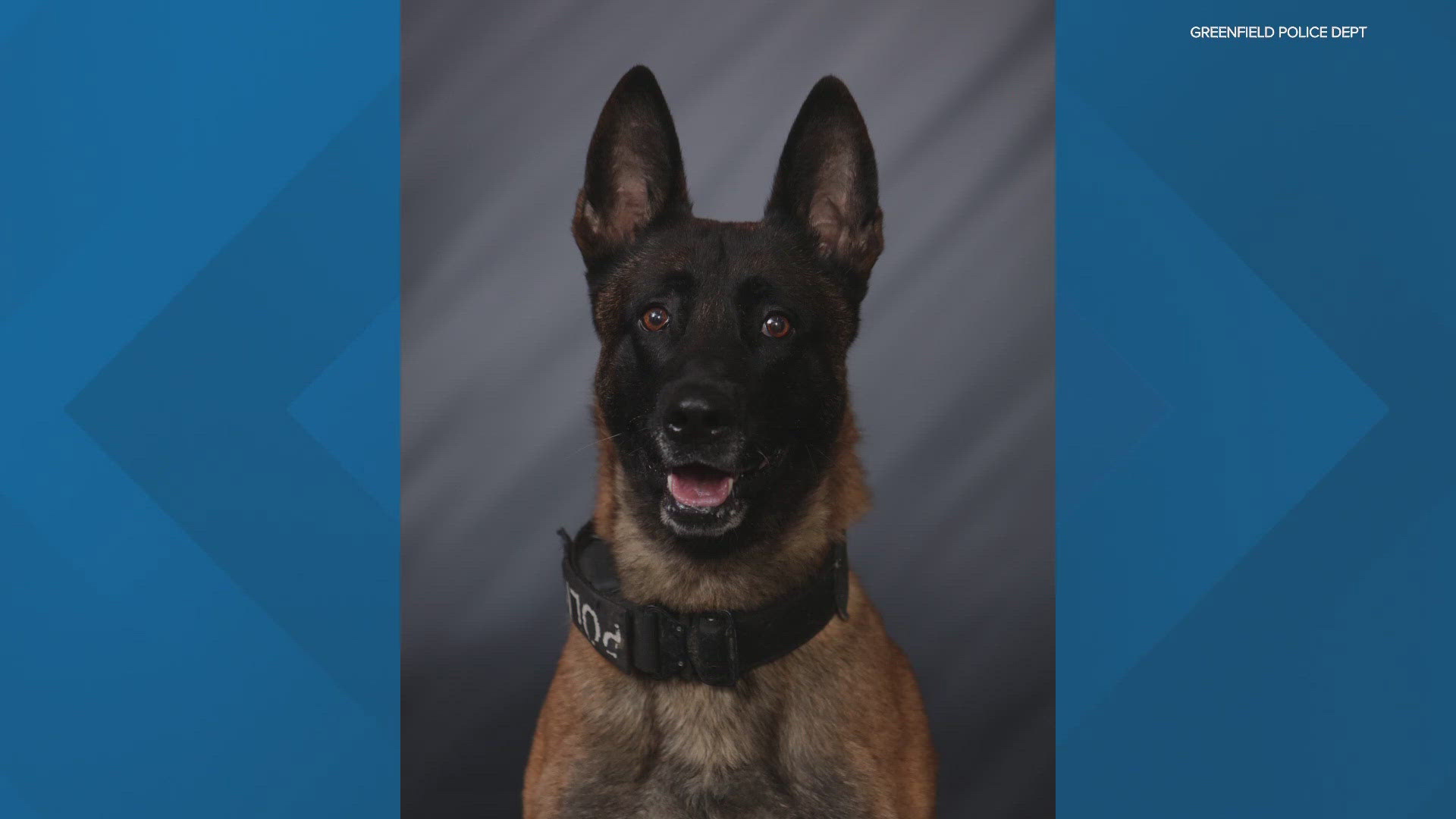 The K-9 officer named Ace took off after a suspect who was accused of driving while intoxicated. While chasing the suspect, a driver in another car hit Ace.