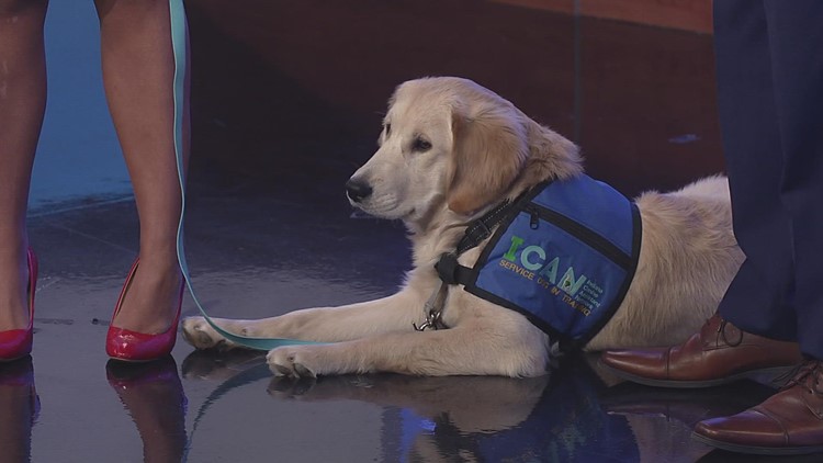 ICAN service dogs to deliver Valentine's Day treats to Hoosiers