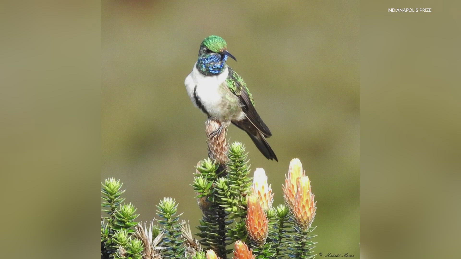 Fundación Jocotoco will get a million dollars to continue their efforts to save a hummingbird on the brink of extinction.