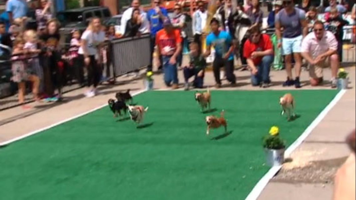 DC's 'Running of the Chihuahuas' Cinco celebration