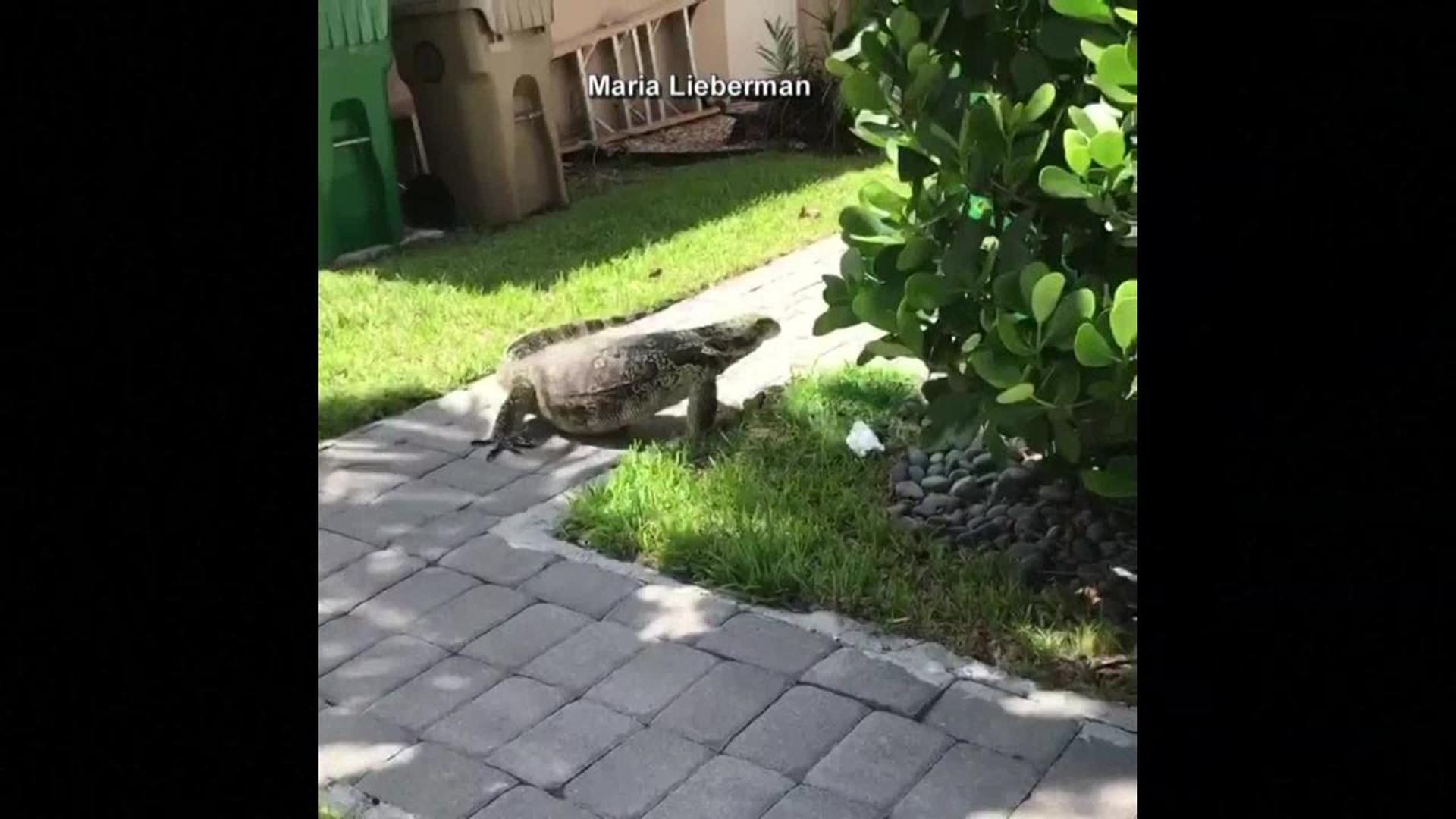 Giant Backyard Lizard