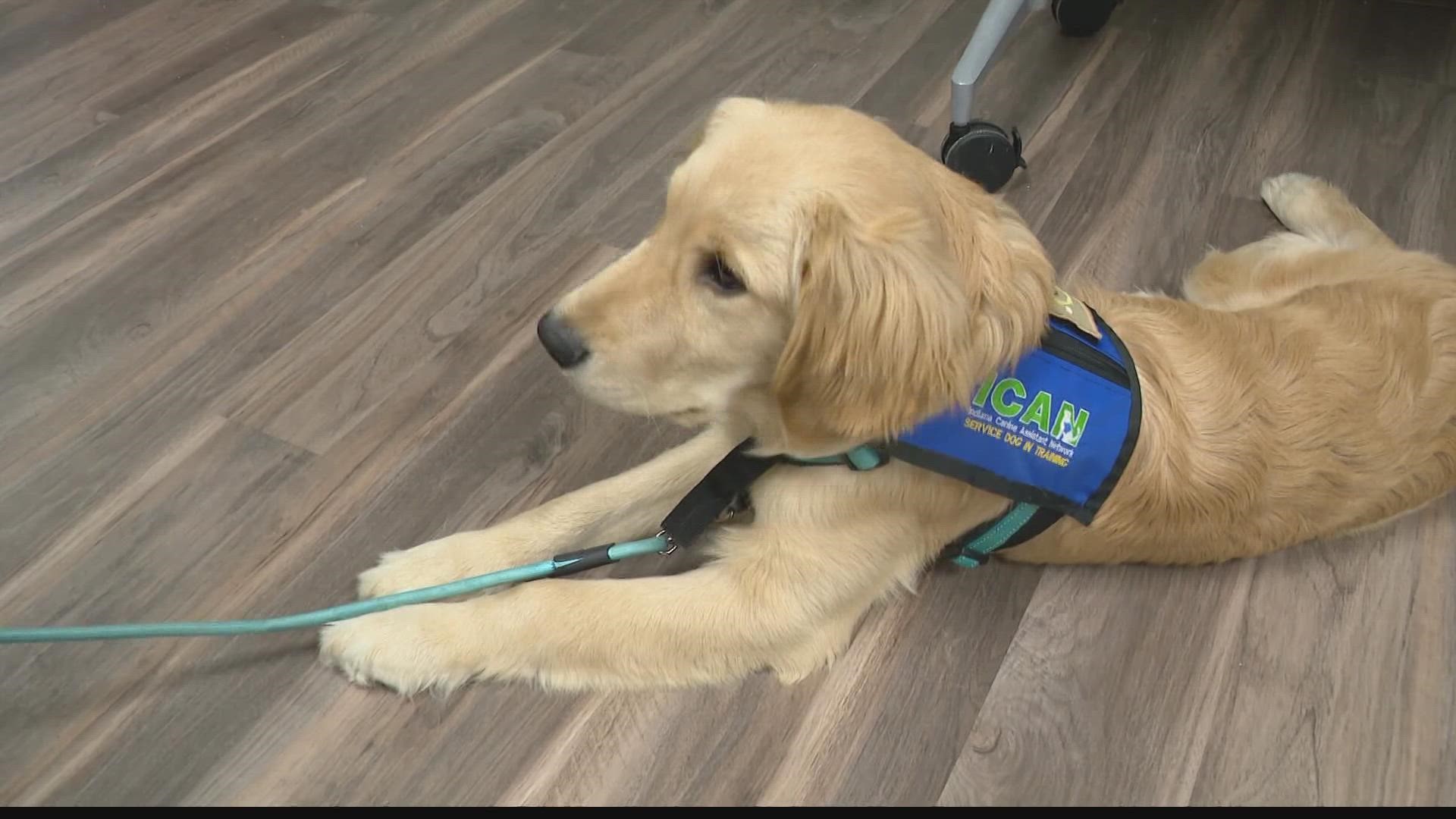 The organization trains assistance dogs for people with disabilities.