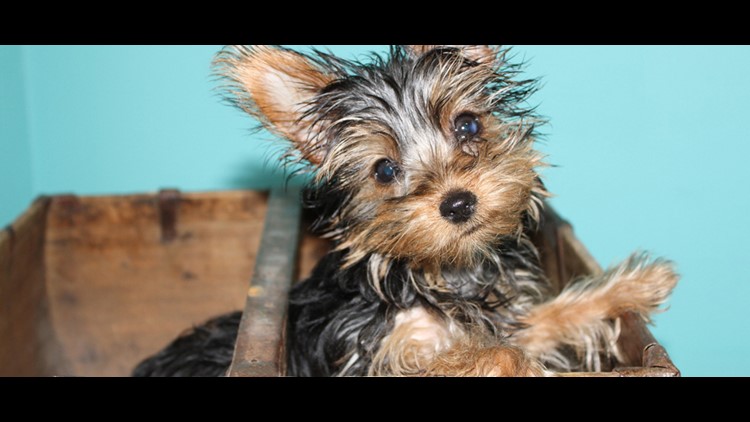 yorkshire terrier family