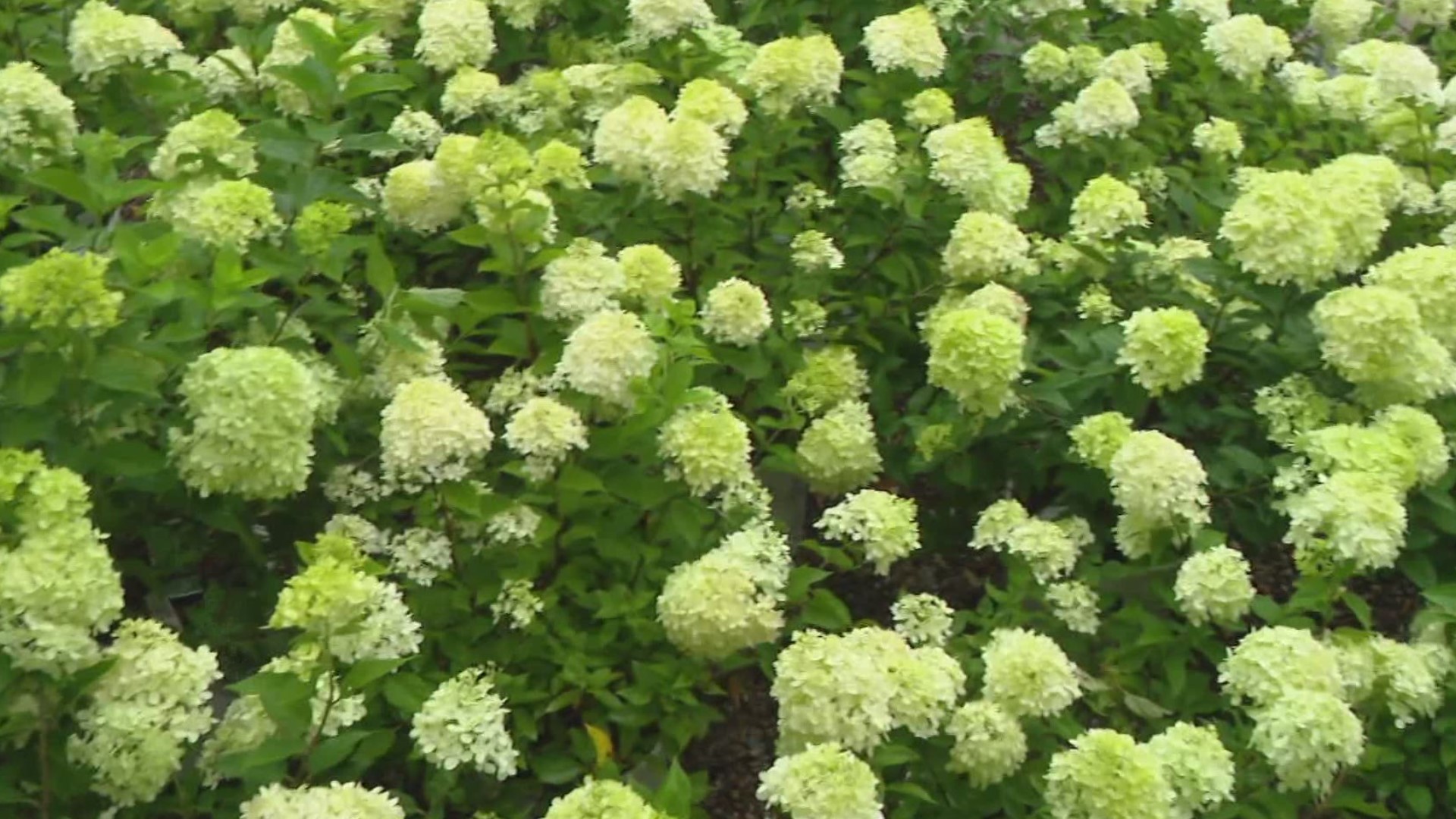 Panicle hydrangeas are versatile and popular landscaping plants. Pat shares common growing and pruning tips.