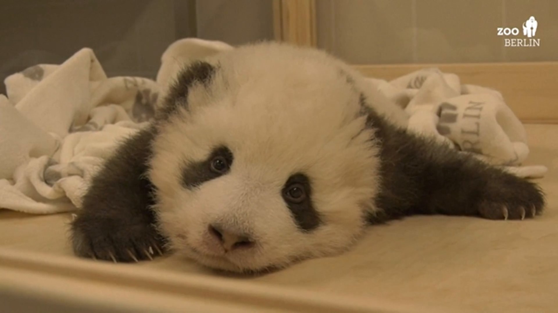 sleeping baby pandas