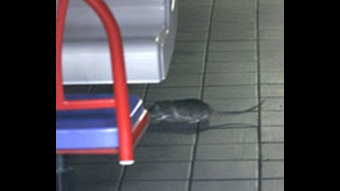 Rats run wild in KFC-Taco Bell in NY | wthr.com
