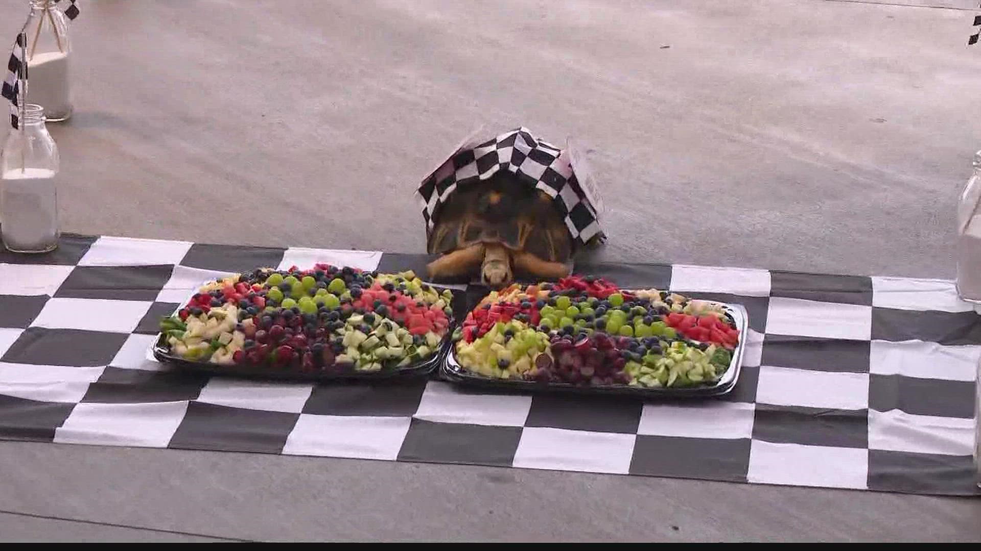 Simon the tortoise made it to the finish line first, meaning he got first dibs on the fruit tray!