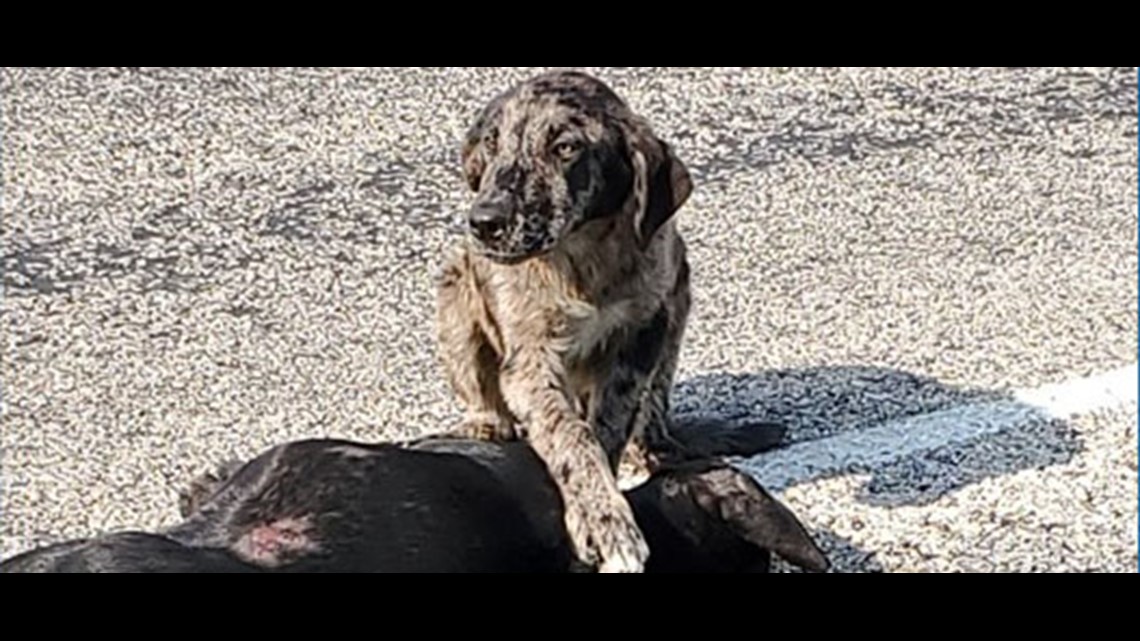 Dog stays by his dead sister's side after she was hit by a vehicle on ...