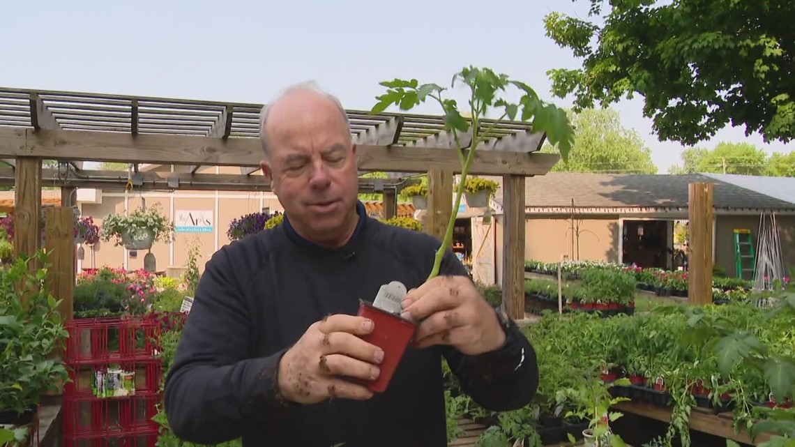 Pat Sullivan: Secrets of growing tomatoes