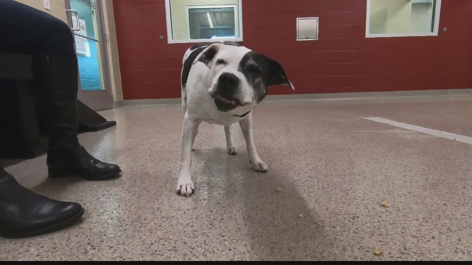 13Investigates reporter Cierra Putman takes a look at breed restrictions across Indiana - and how our state measures up to others on this issue.