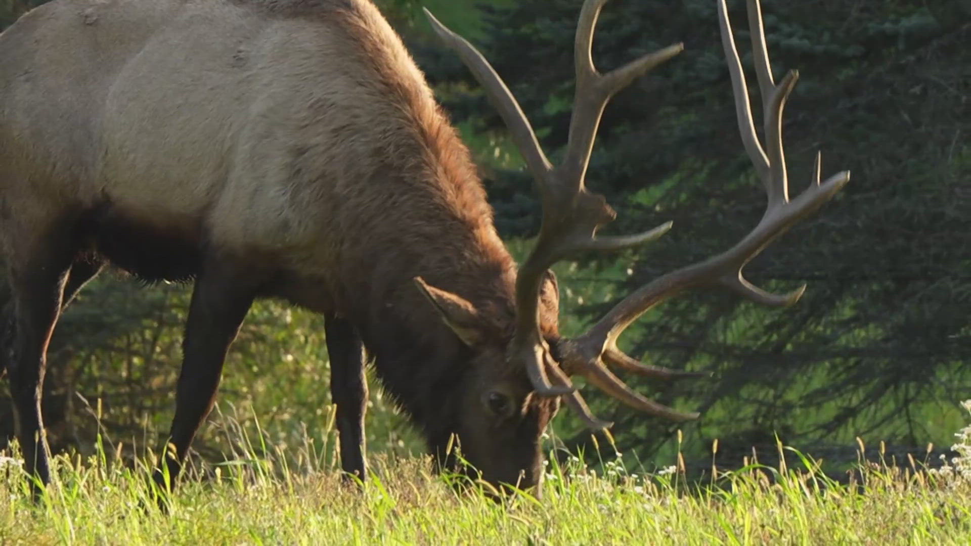 The area is very remote, allowing for much more animal activity and beautiful views.