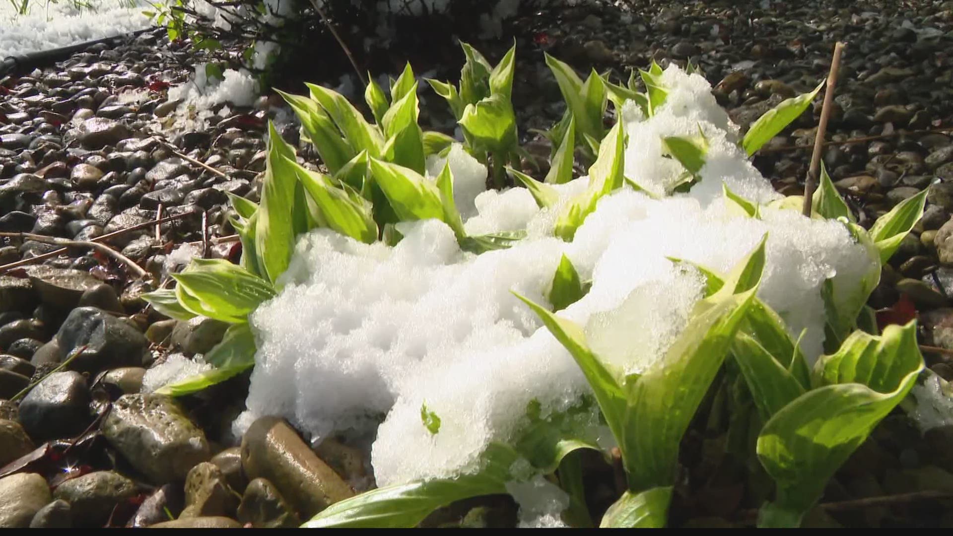 With snow and below-freezing temperatures, Pat Sullivan tells us what we can do to protect our plants from the cold.