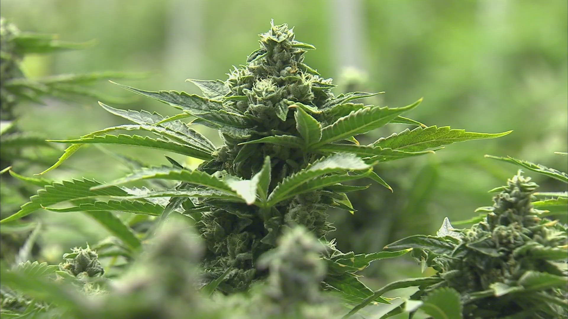 13News reporter Karen Campbell takes a look at what the DOJ reclassifying marijuana means for Indiana.