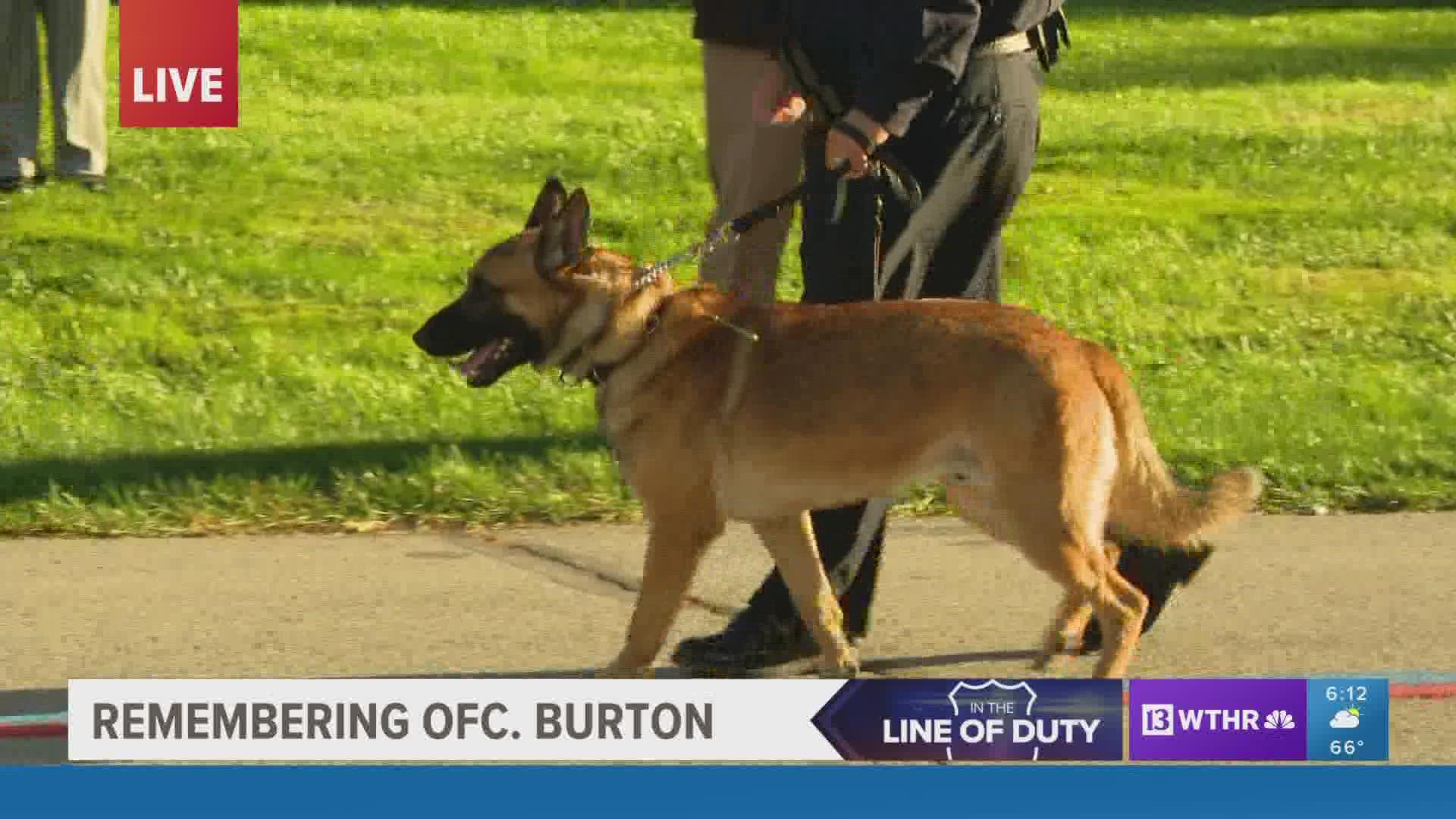 In a touching moment, K9 Brev was seen leading his partner Officer Seara Burton to her final resting place at Crown Hill Cemetery.