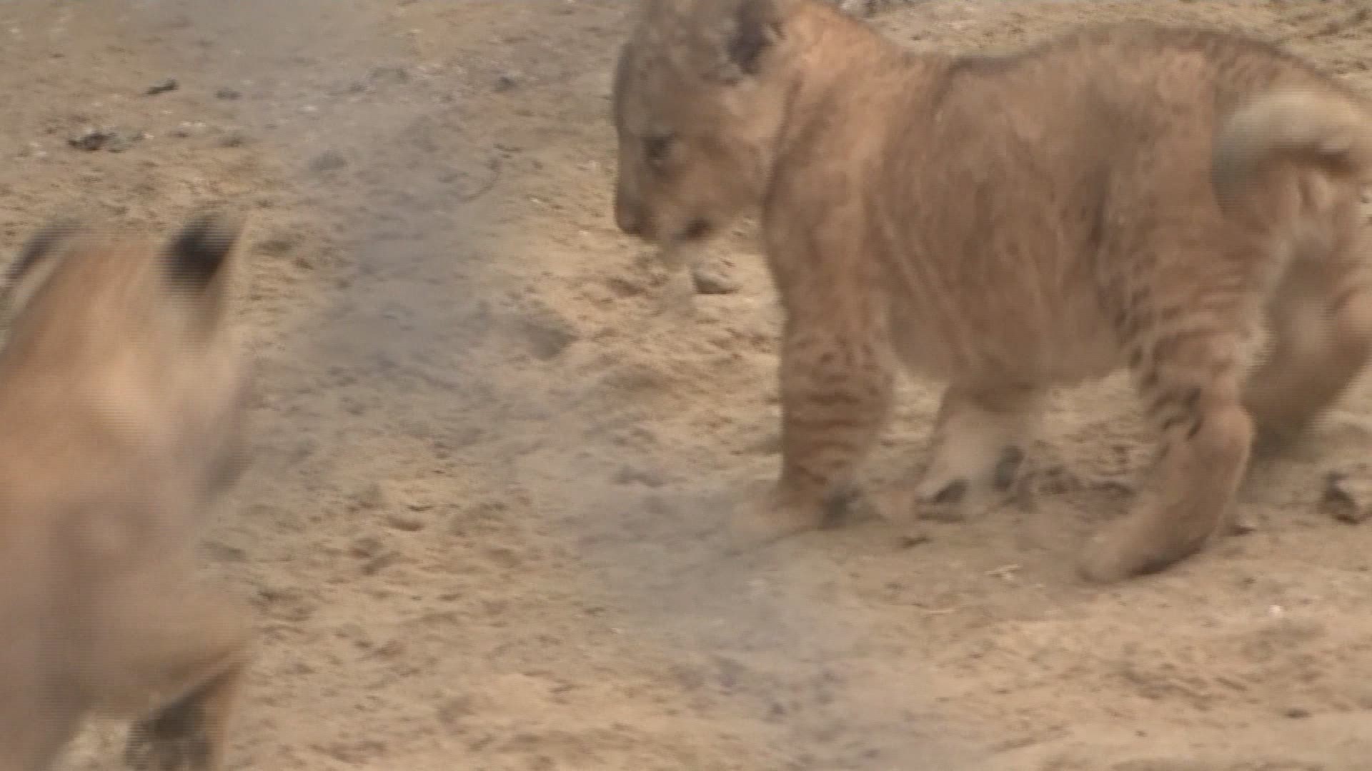 Three Barbary lion cubs have been born in a Czech zoo - a vital contribution to a small surviving population.