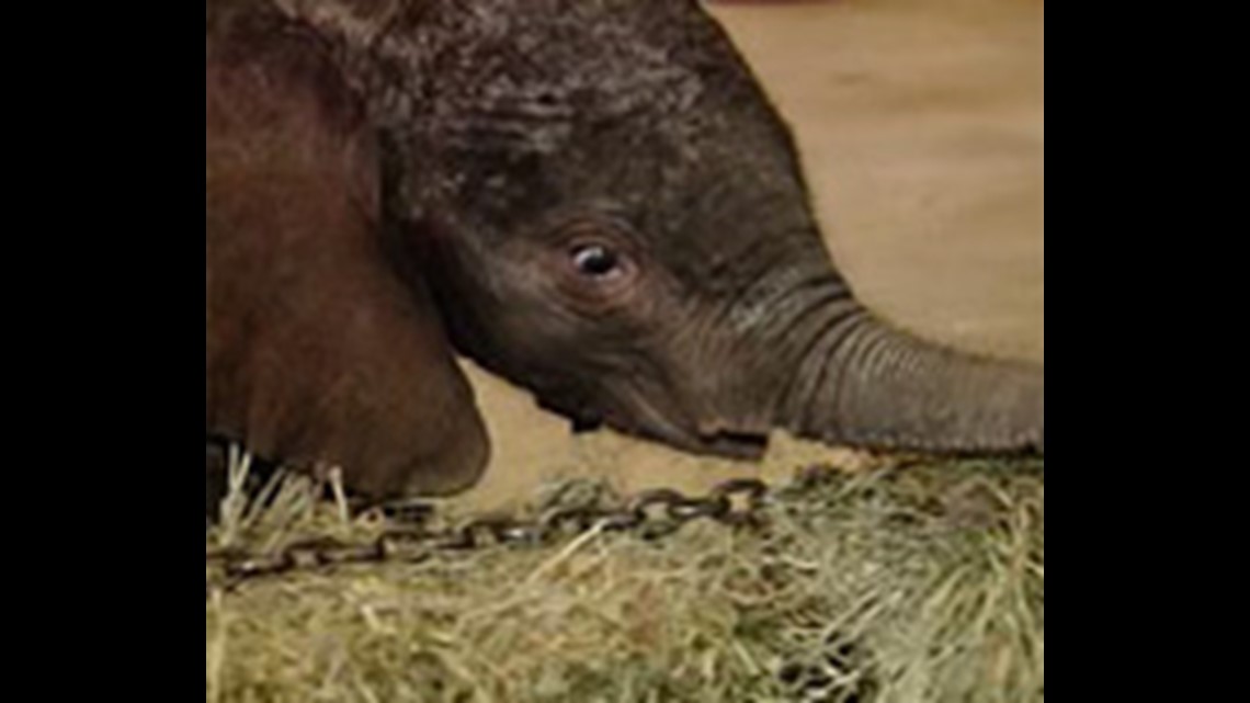 Indy Zoo's baby elephant 'doing great' | wthr.com