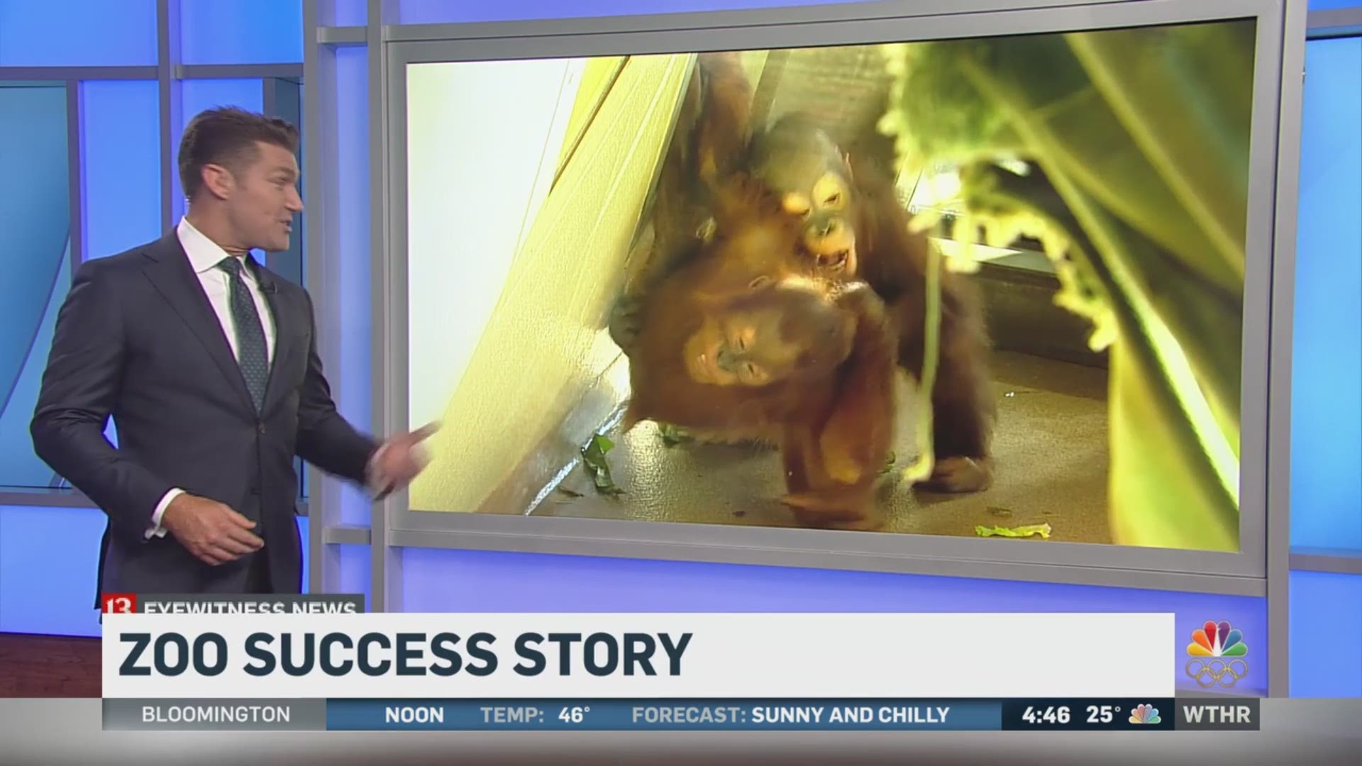 Zoo orangutan's miracle story