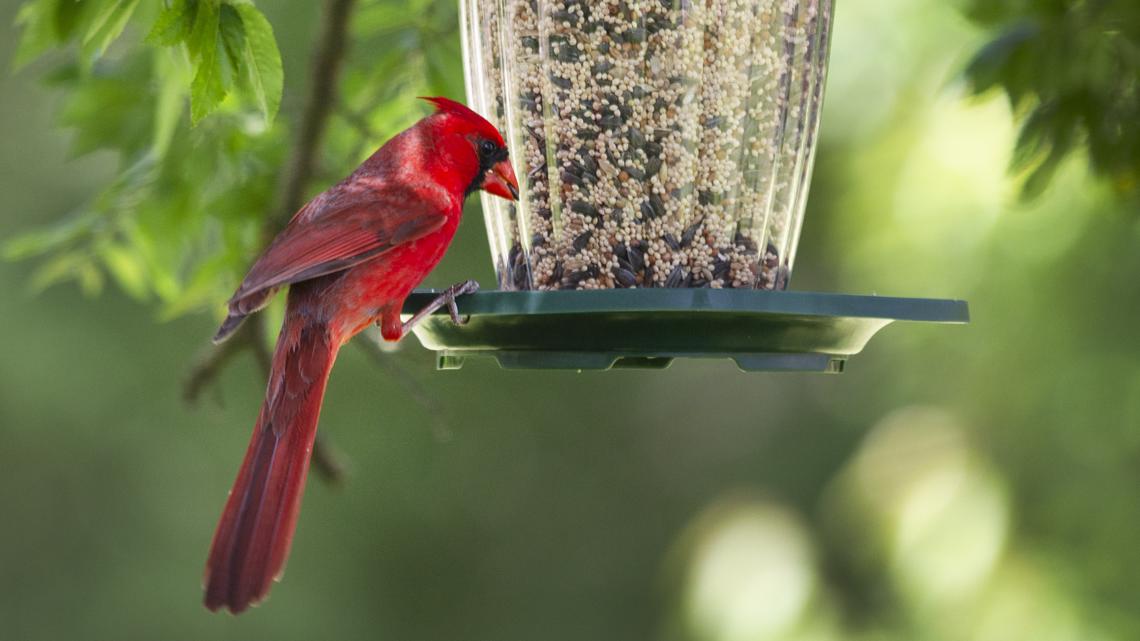 jefferson county bird feeders