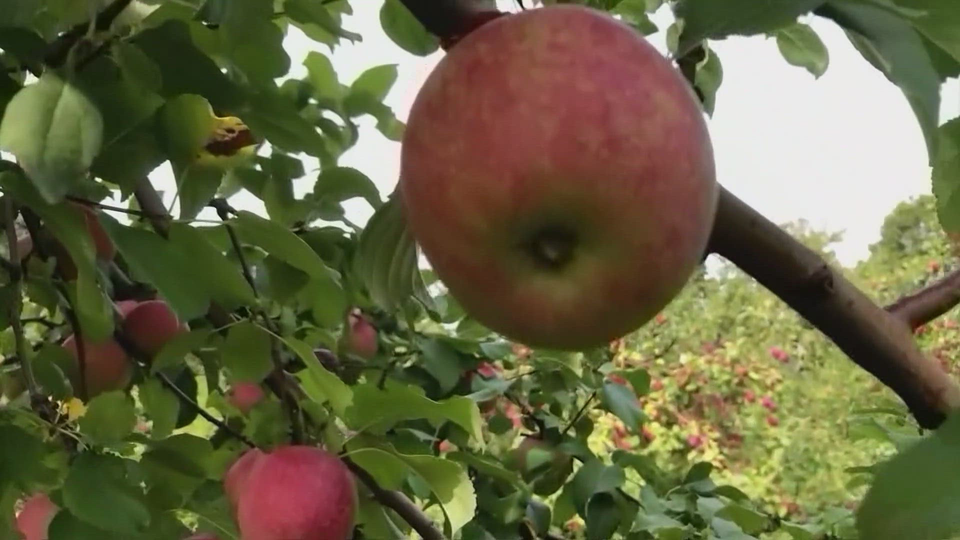 For a list of apple orchards in the central-Indiana area, visit WTHR.com.