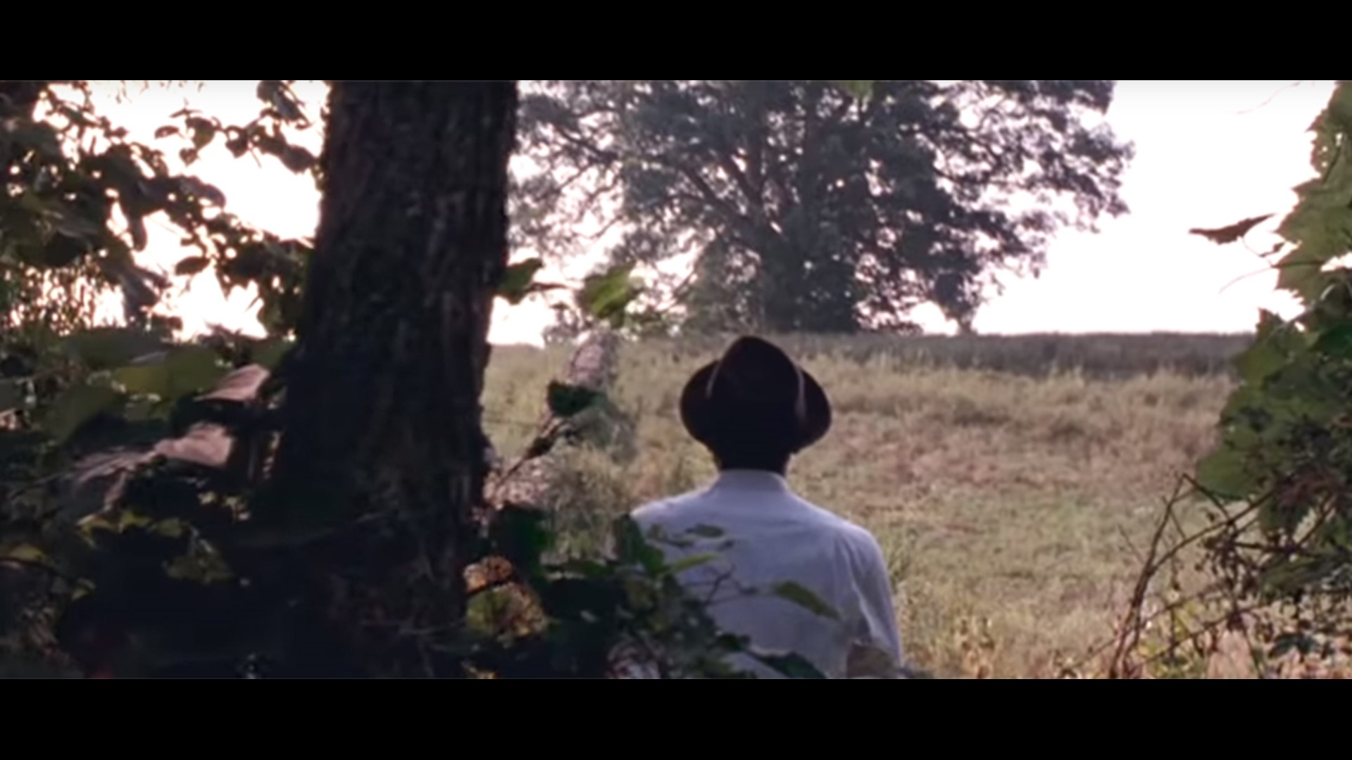 Iconic "Shawshank Redemption" tree falls in Ohio